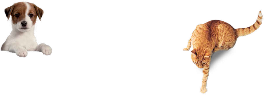 top-animals